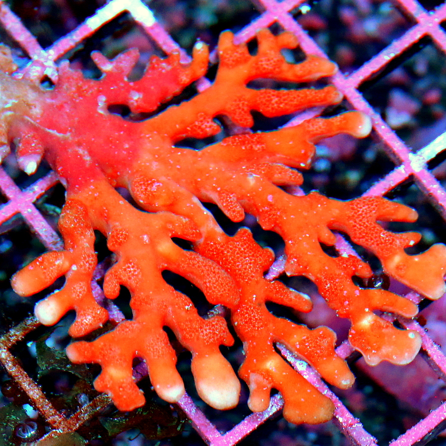Extreme Corals Stylaster Coral 