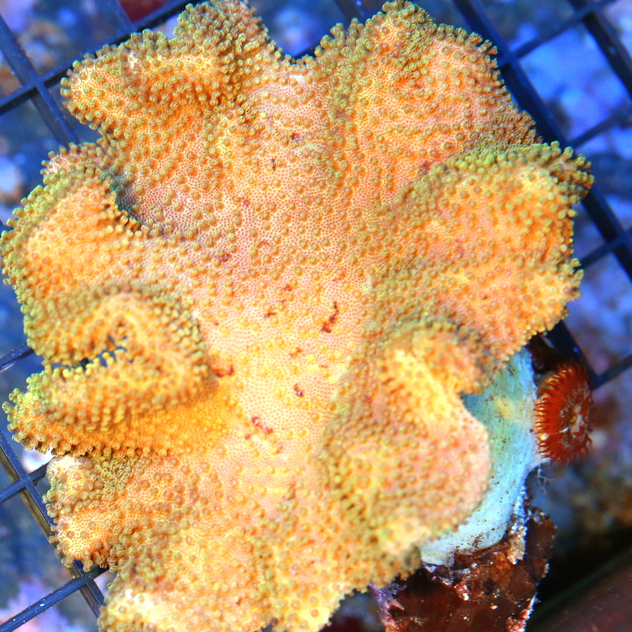 Extreme Corals Sacrophyton Elegans