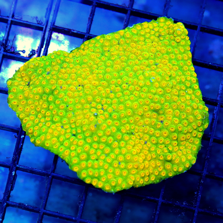 Extreme Corals Cyphastrea Coral 