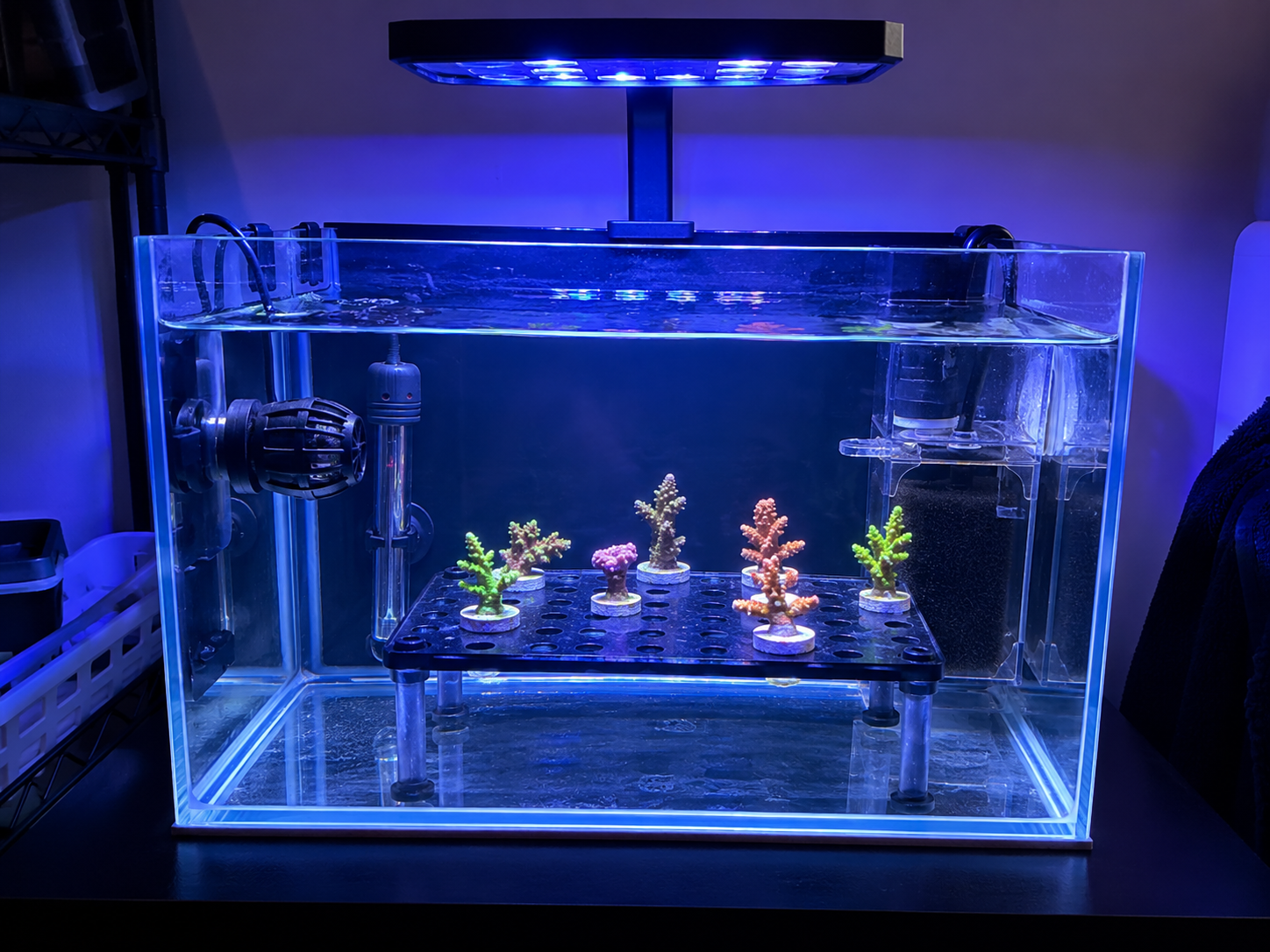 Extreme CoralsHow We Set Up a Coral Quarantine Tank: The Reef-Safe Process We Recommend Before Adding New Corals