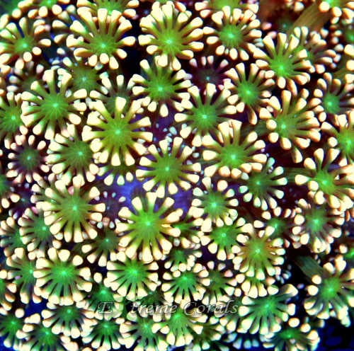 Extreme Corals Alveopora