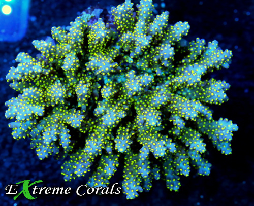 Extreme Corals Acropora SPS Coral