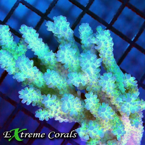 Exploring The Most Popular Types Of Acropora