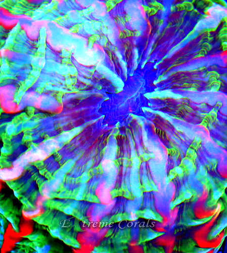 Care Requirements of Indophyllia in Home Reef Aquariums