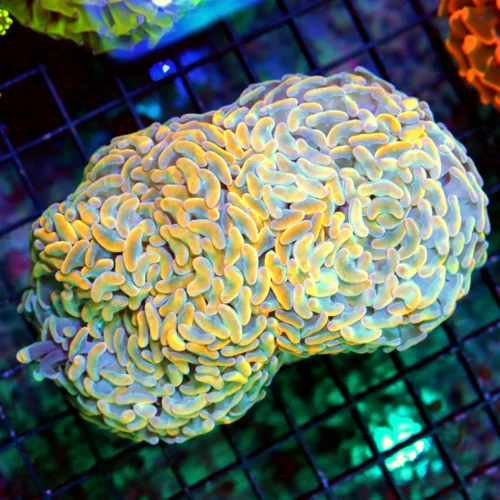 Top 10 Corals for First-Time Reefkeepers in 2026