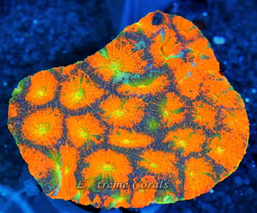 Extreme Corals Acanthastrea Echinata