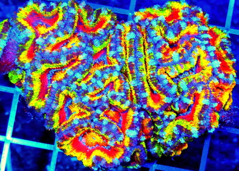 Extreme Corals Acanthastrea Lordhowensis