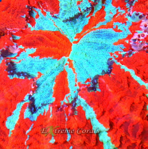 Extreme Coral Acanthophyllia