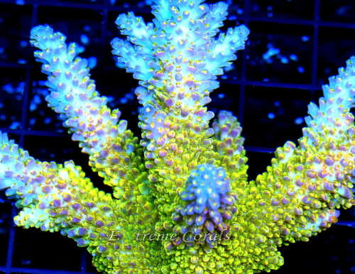 Extreme Corals Acropora