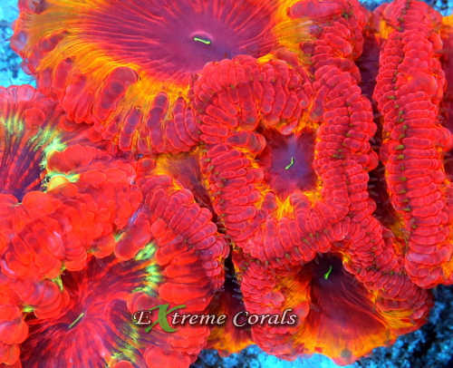 Extreme Corals Blastomussa