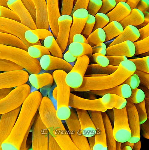 Torch Coral