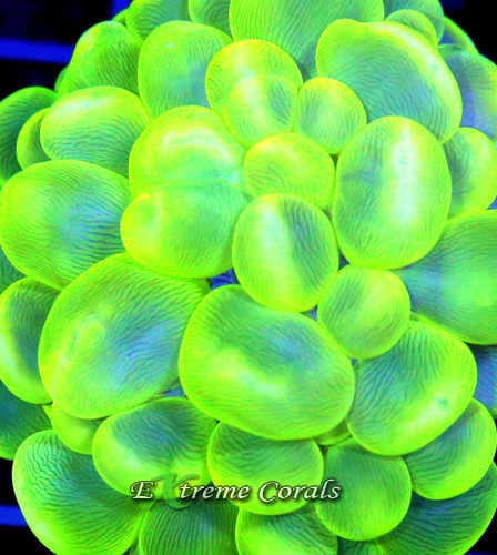 Care Requirements of Bubble Coral in Home Reef Aquariums