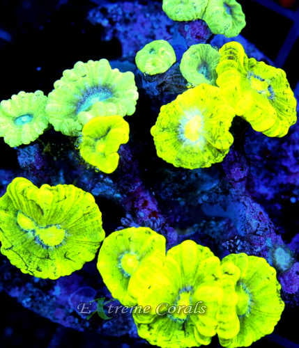 Extreme Corals Candy Cane