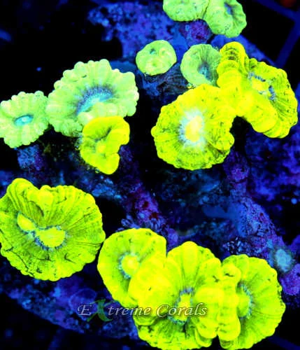 Care Requirements of Candy Cane Coral in Home Reef Aquariums