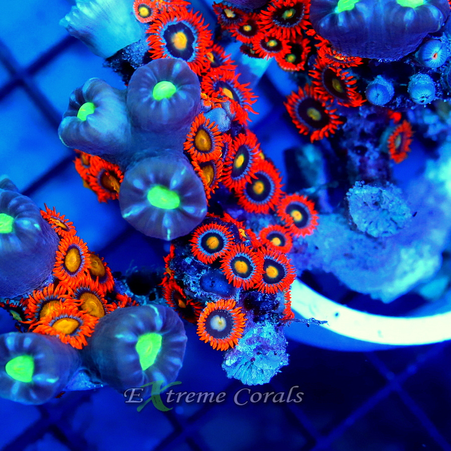 Candy Cane and Zoanthids Combo Coral