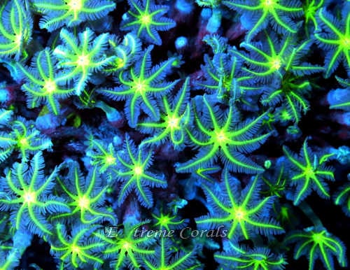 Care Requirements of Clove Polyps in Home Reef Aquariums