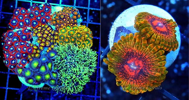 Zoanthids Colony and Frag photo