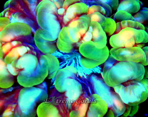 Extreme Corals Cynarina