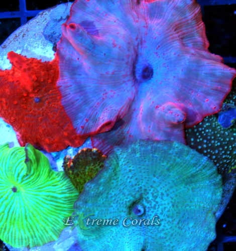 Extreme Corals Discosoma Mushroom
