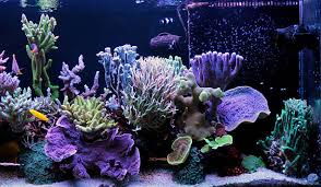 The Best Corals for Adding Movement to Your Reef Tank