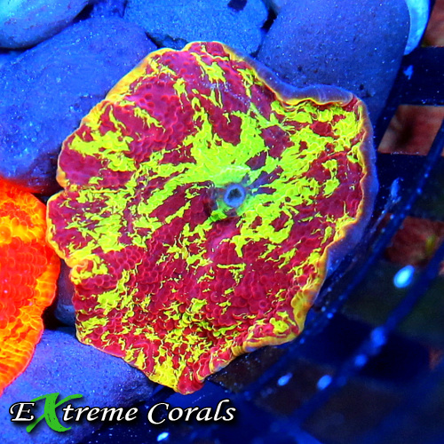 Jawbreaker Mushrooms: The Crown Jewel of the Coral World