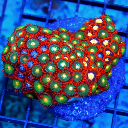 Understanding Coral Microbiomes: How Bacteria and Algae Support Coral Health