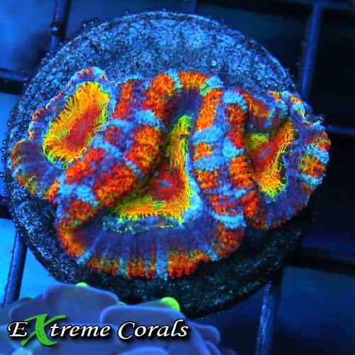 Acanthastrea Coral Frag