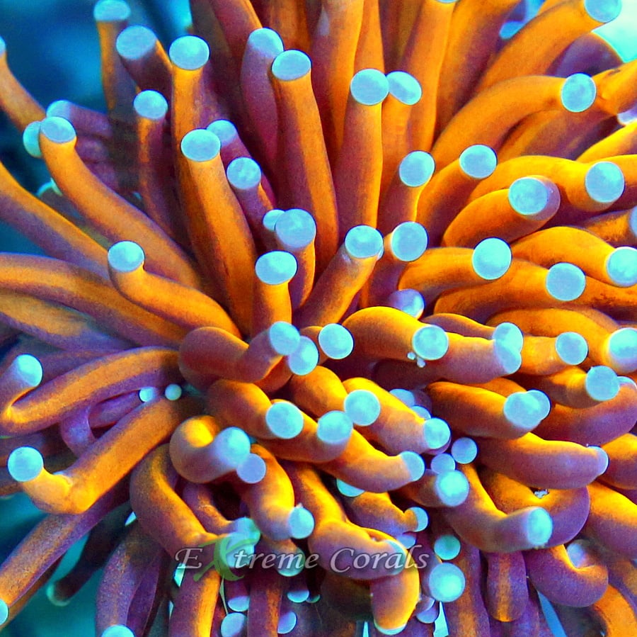 Torch Coral