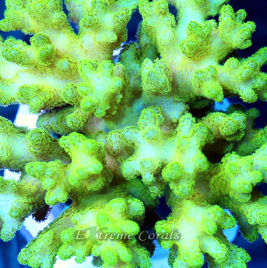 Extreme Corals Pocillopora