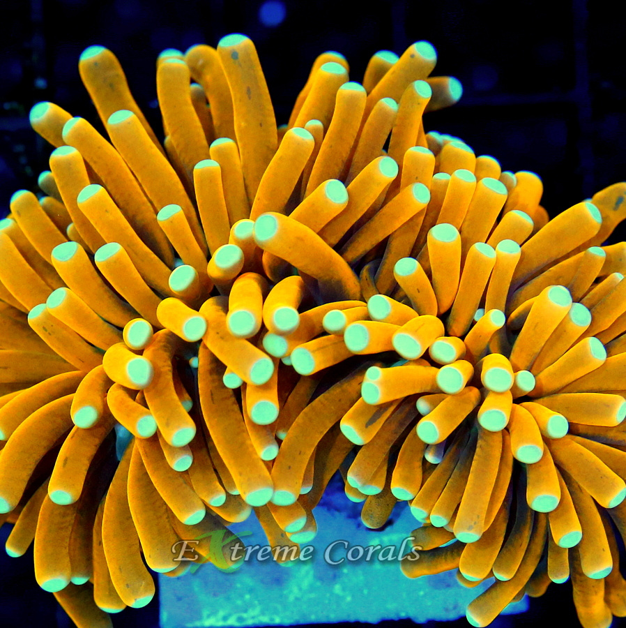 SPS Corals vs LPS Corals: Understanding the Differences