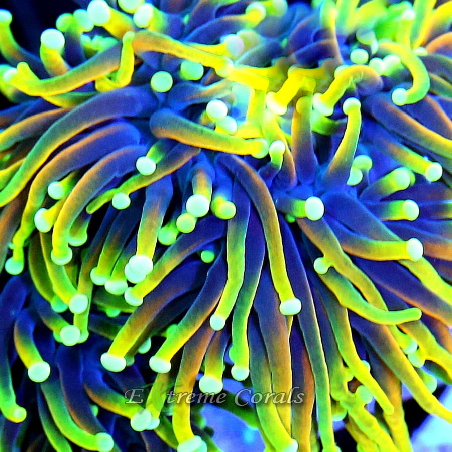 Propagating Torch Corals: A Beginner's Guide to Coral Fragging