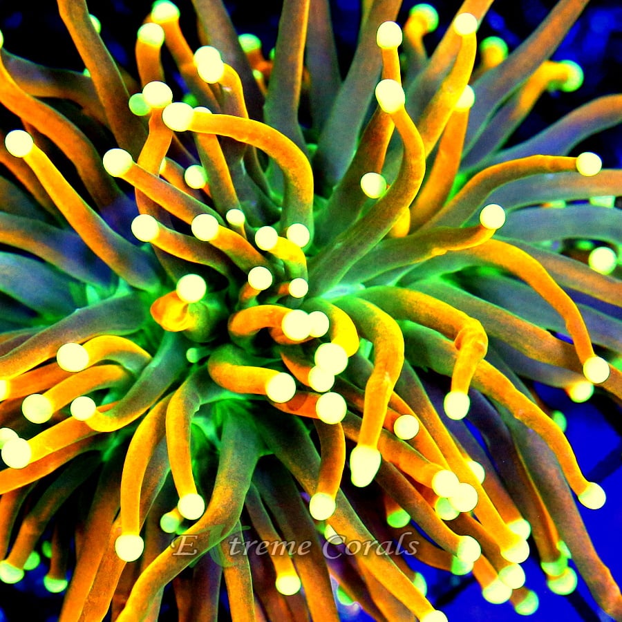 Extreme Corals Torch Coral