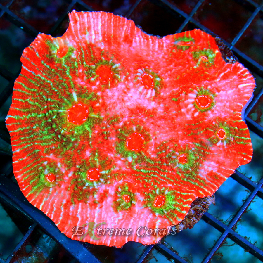 Extreme Corals Chalice Coral