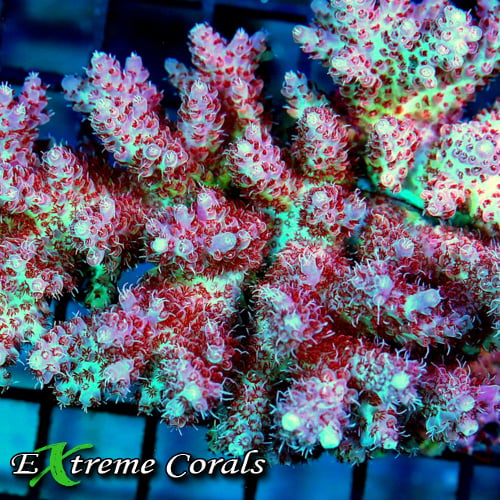 Acropora