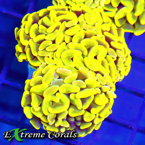 Hammer Coral