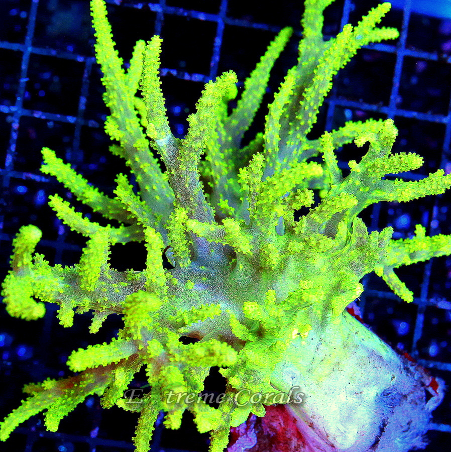 Extreme Corals Sinularia Leather Coral