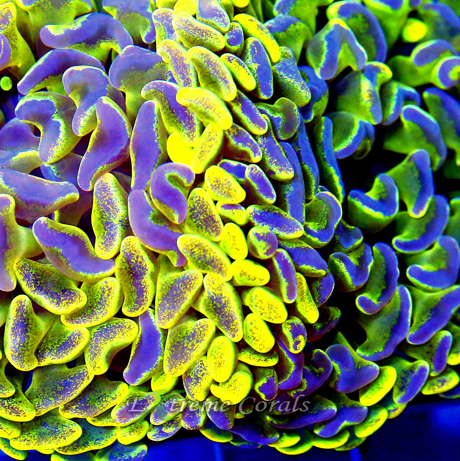 Extreme Corals Hammer Coral
