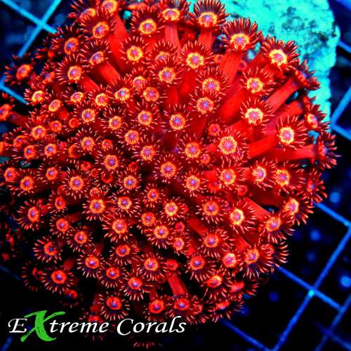 Extreme Corals Goniopora