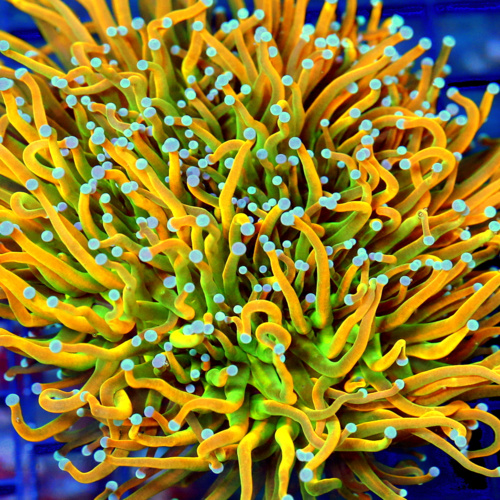 Care Requirements of Euphyllia in Home Reef Aquariums