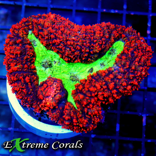 Extreme Corals Lobophyllia