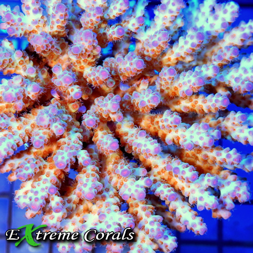 Extreme Corals Acropora