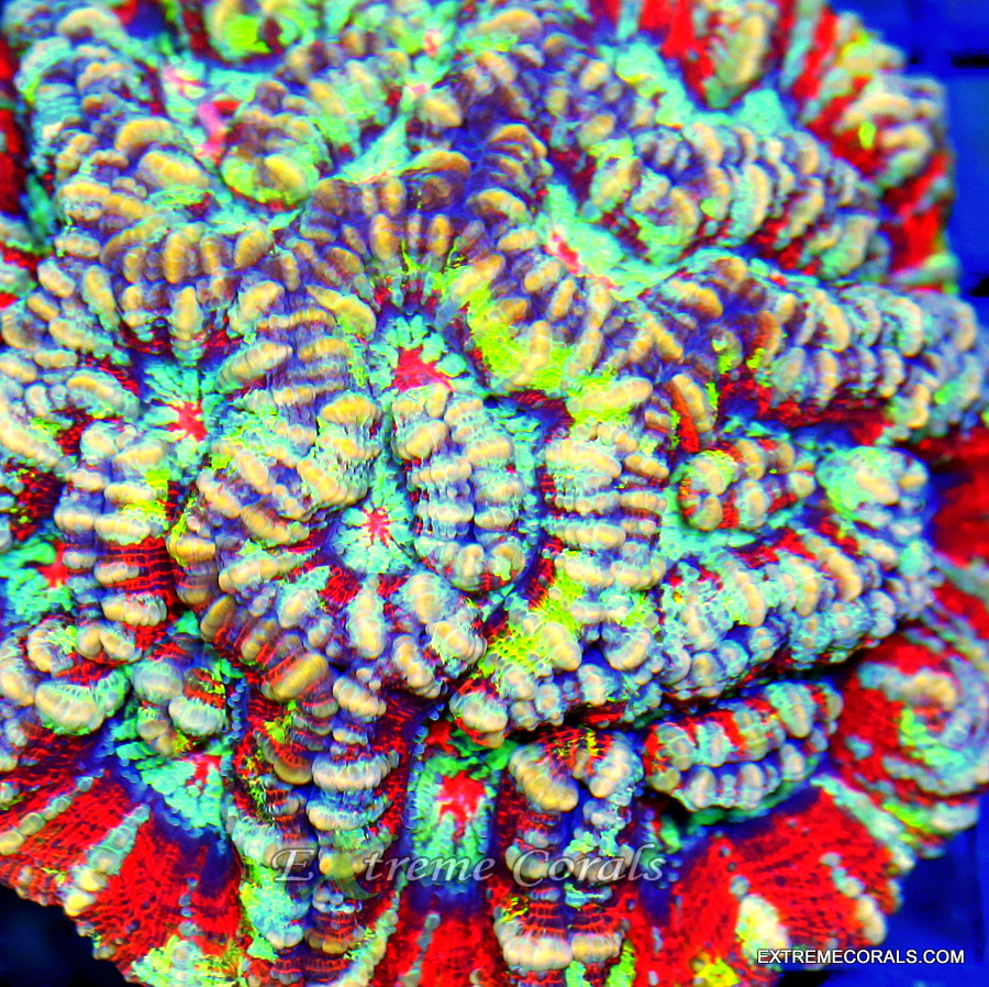 Extreme Corals Symphyllia Wilsoni