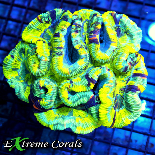 Care Requirements of Trachyphyllia in Home Reef Aquariums