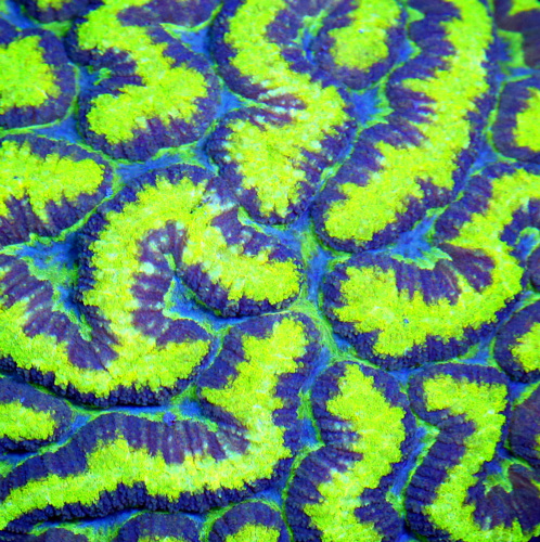 Care Requirements of Symphyllia in Home Reef Aquariums