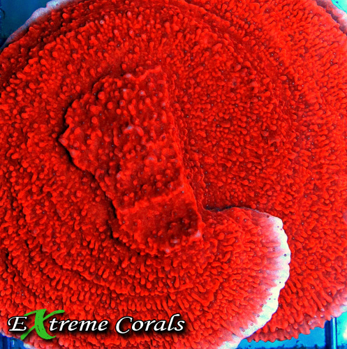 Montipora Coral
