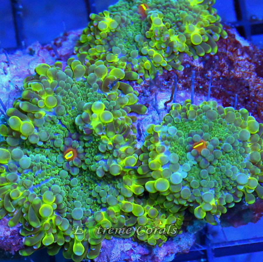 Caring for Your Ricordia Coral: Tips and Tricks for Beginners