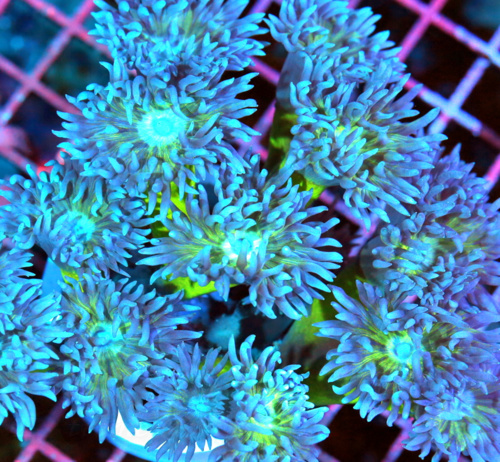 Extreme Corals Duncan Coral Care Guide: Duncanopsammia Lighting, Flow, Feeding, Placement and Growth Tips Extreme Corals Duncan Coral Care Guide: Duncanopsammia Lighting, Flow, Feeding, Placement and Growth Tips