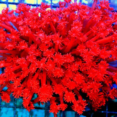 Extreme Corals Goniopora Coral Care Guide: How We Keep Flowerpot Corals Healthy, Extended and Growing in Reef Tanks