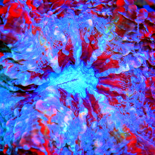 Extreme Corals Indophyllia Coral Care Guide: Lighting, Flow, Feeding, Placement and Fleshy LPS Success