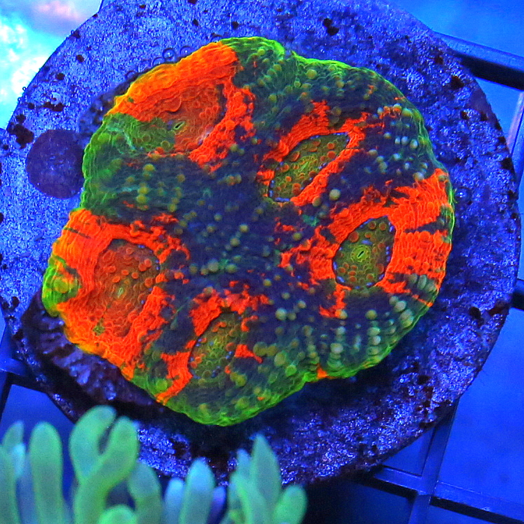 Extreme Corals Coral Frags